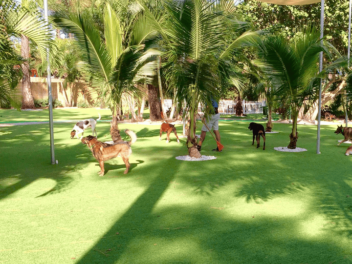 Pet-friendly backyard with durable synthetic turf
